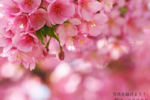 桜フェス2022のVR写真展