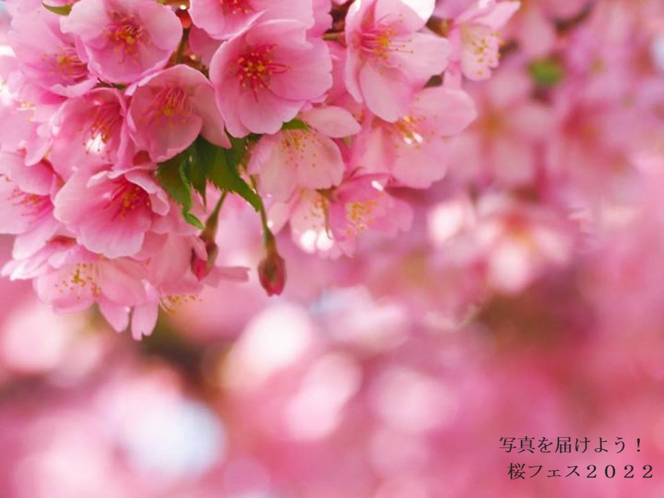 桜フェス2022のVR写真展